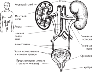 Строение мочевыделительной системы человека