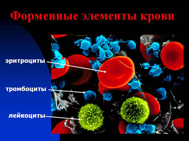 Виды форм крови